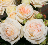 Роза Мадам Анизетт (Madame Anisette) 3487