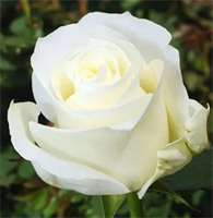 Роза Проуд (Proud) 3519