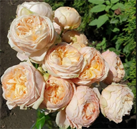 Роза Свит Каталина (Sweet Catalina) 3527