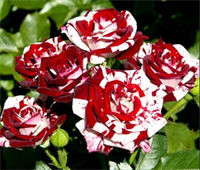 Роза Флеш Найт (Flash Night) 3556