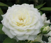 Роза Алабастер (Alabaster) 3564