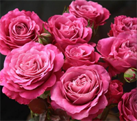 Роза Олл фо Лав (All 4 Love) 3566