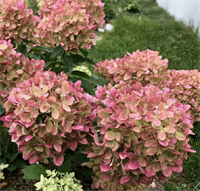 Гортензия метельчатая Пастель Грин (Pastelgreen) 3577