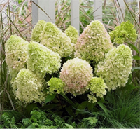 Гортензия метельчатая Литл Фреско (Little Fresco) 3579