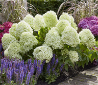 Гортензия метельчатая Литл Спуки (Little Spooky) 3582