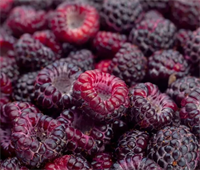 Малина фиолетовая Глен Кое (Glen Coe) 3587