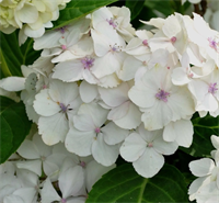 Гортензия крупнолистная Мадам Эмиль Мулье (Madame Emile Mouillere) 3612