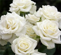 Роза Сноу Дэнс (Snow Dance) 3630