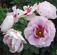 Роза Айс Фо Ю (Eyes for You) 3649