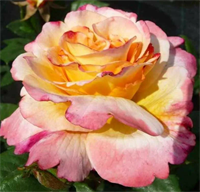 Роза Акварель (Aquarell) 3248