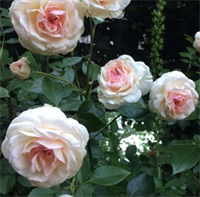 Роза Стефани Баронин цу Гуттенберг (Stephanie Baronin zu Guttenberg) 3652