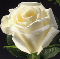 Роза Белый Шоколад (White chocolate) 3653