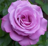 Роза Голубой Нил (Blue Nile) 3654