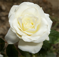 Роза Уайт Чарминг (White Charming) 3655