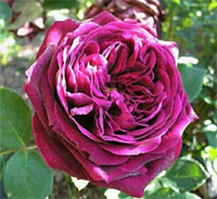 Роза Зе Принц (The Prince) 3662