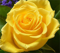 Роза Илиос (Ilios) 3663