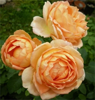 Роза Леди оф Шалот (Lady of Shalott) 3671