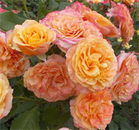 Роза Ла Вилла Котта (La Villa Cotta) 3672