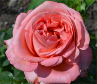 Роза Лондон Ай (London Eye) 3509