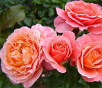 Роза Мари Кюри (Marie Curie) 3679