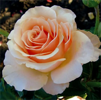 Роза Примадонна  (Prima Donna) 3501