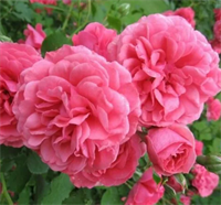 Роза Розариум Ютерсен (Rosarium Uetersen) 1800