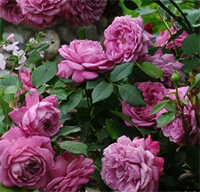 Роза Россион (Rossion) 3690