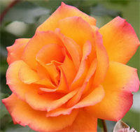 Роза Сахара (Sahara) 3692