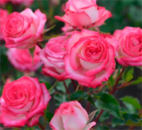 Роза Сафина (Safina) 3696