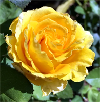 Роза Сфинкс (Sphinx) 3518