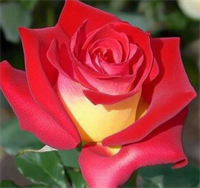 Роза Френдшип (Friendship) 3225