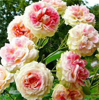 Роза Цезарь (Cesar) 3144
