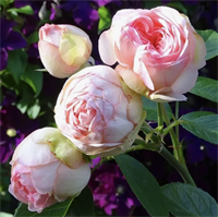 Роза Чарминг Пиано (Charming Piano) 3401