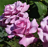 Роза Шарль де Голль (Charles De Gaulle ) 3449