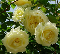 Роза Эльф (Elfe) 16