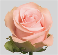 Роза Лучиано (Luciano) 3706