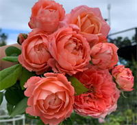Роза Принцесса Сакура (Princess Sakura) 3718