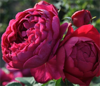 Роза Аскот (Ascot) 3450