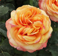 Роза Вип Нью ОО (Vip New OО) 3739