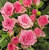 Роза Грация (Gracia) 3742