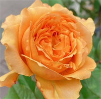 Роза Каралуна (Caraluna) 3505