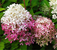 Гортензия метельчатая Роял Фловер (Royal Flower) 3578