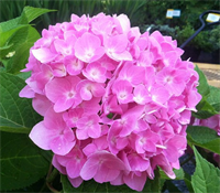 Гортензия крупнолистная Форевер энд Эва Пинк (Forever & Ever Pink) 3806