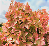 Гортензия метельчатая Металлика (Metallica) 3808