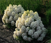 Гортензия метельчатая Милк энд Хани (Milk & Honey) 3810