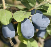 Жимолость Канадская Индиго Джем (Indigo Gem) 3821