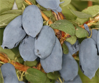 Жимолость Канадская Бореал Близзард (Boreal Blizzard) 3822