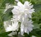 Чубушник (Жасмин) Минесота Сноуфлейк (Minnesota Snowflake) 2827
