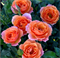 Роза Оранж Мейлав (Orange Meilove) 3152 - фото 8275
