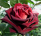 Роза Блек Баккара (Black Baccara) 2272 - фото 8328